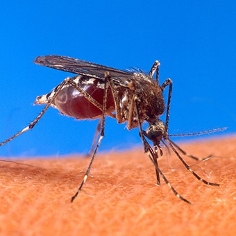Mosquitoes carry diseases but that doesn't mean pesticides are the answer.