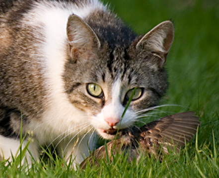 Outdoor cat with bird in mouth. Gaetan Priour photo.