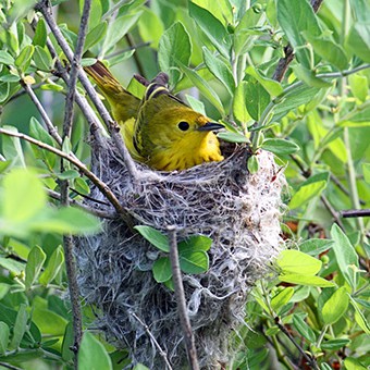 The right native shrubs can attract nesting birds like this yellow warbler.