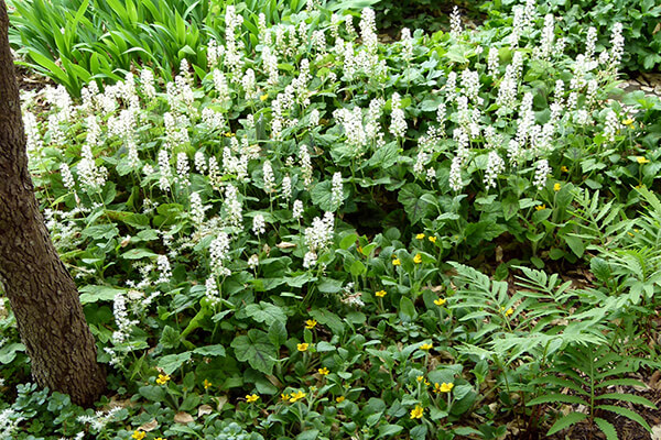 Native plant ground cover heartleaf foamflower (Tiarella cordifolia) grows with other native plants in a garden setting.