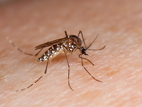 USDA photo of a mosquito on human skin.