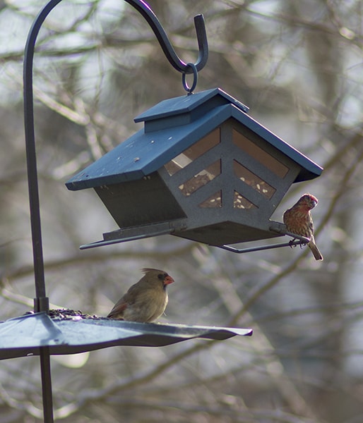 Backyard birds at bird feeder. Planting native plants is the best way to feed birds and other wildlife.