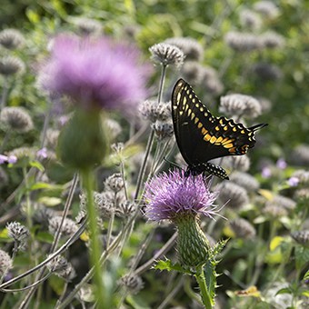A black swallowtail butterfly nectars on native pasture thistle (Cirsium pumilum), a plant that supports many flower visitors including specialist bees.