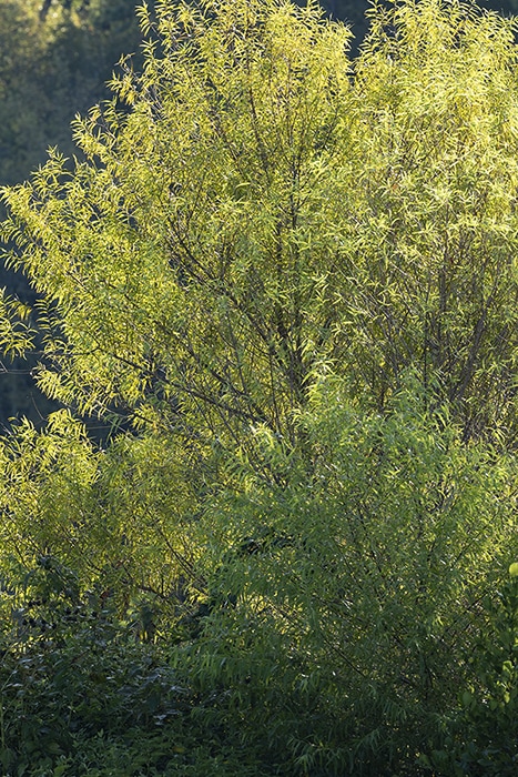 Black willow (Salix nigra) is a wetland species that supports approximately eight specialist native bees.