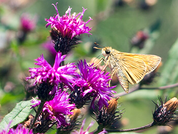 Broadleaf ironweed attracts insects that feed hummingbirds.