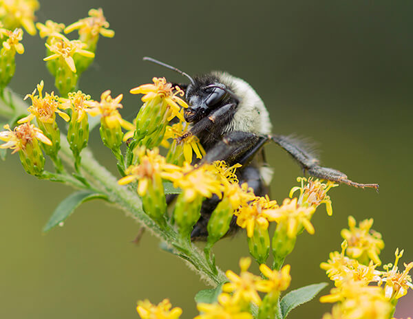 A bumble bee rests on a goldenrod cultivar.