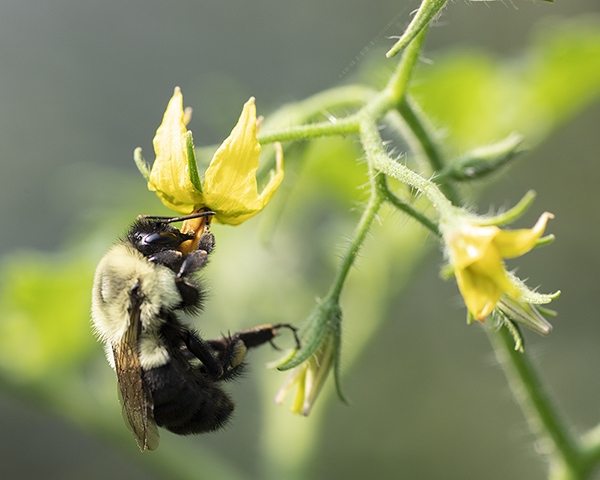 A bumble bee pollinates a tomato plant flower. Honey bees are not able to pollinate tomato plants.