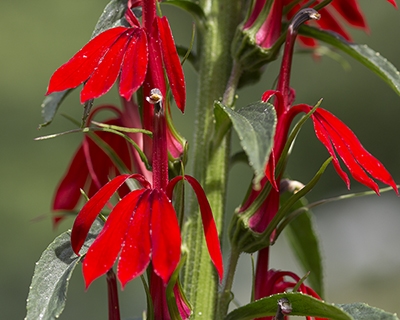 Cardinal flower (Lobelia cardinalis) is a favorite plant of hummingbirds.