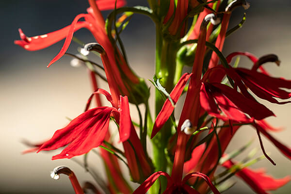 Cardinal flower (Lobelia cardinalis) is one of the best plants for hummingbirds.