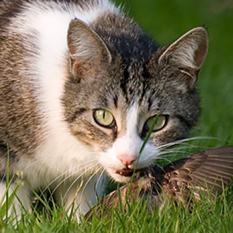 Outdoor cats kill wildlife just for sport. Cats should be kept indoors.