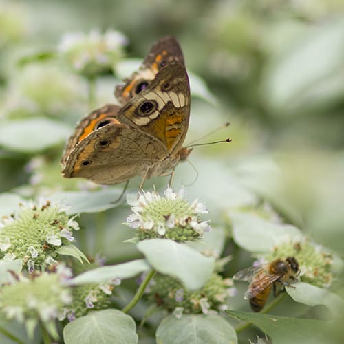 Clustered mountain mint (Pycnanthemum muticum) is not preferred by rabbits.