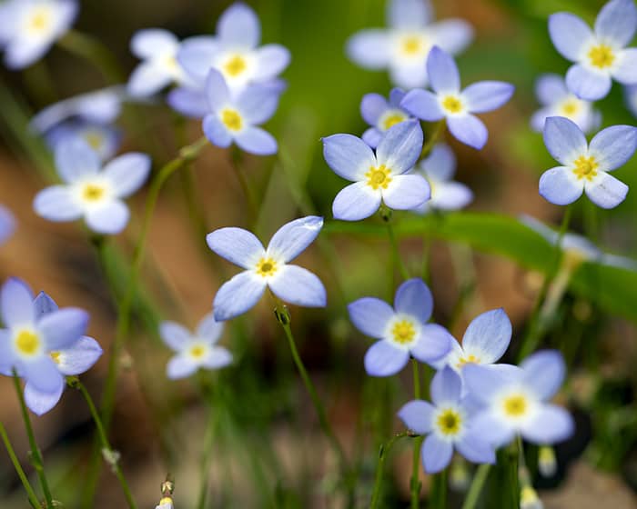 The pollen of common bluets (Houstonia caerulea) supports specialist bees.