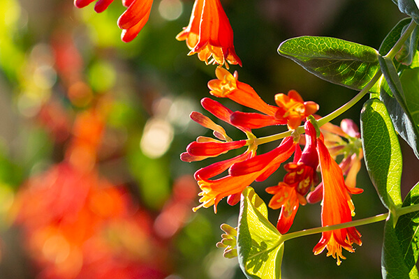 Coral honeysuckle (Lonicera sempervirens) is one of the best plants for hummingbirds.
