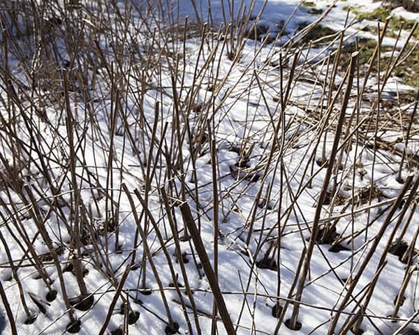 Cutting hollow or pithy stem late in the year can provide nesting sites for native bees and other valuable insects.