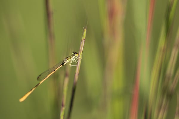 Native plant gardens attract interesting insects like this damselfly.