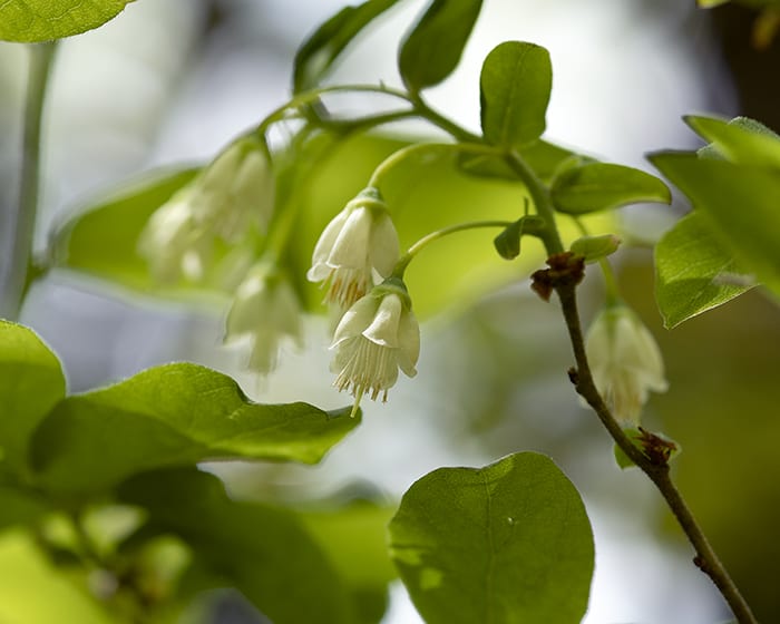 The pollen of deerberry (Vaccinium stamineum) supports specialist bees.