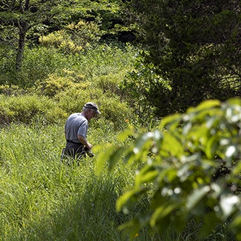 Doug Tallamy, renown entomologist, searches for caterpillars and other insects in the field.