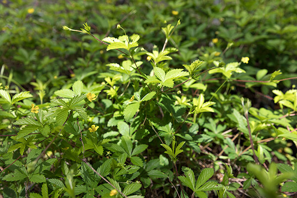 native plant ground cover dwarf cinquefoil (Potentilla canadensis) grows in a nursery.