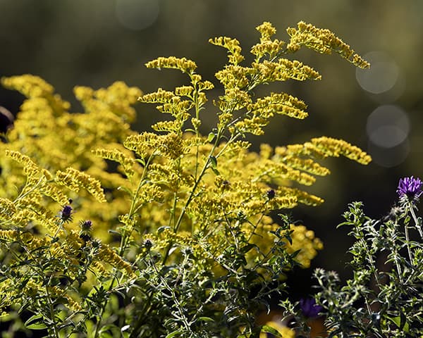 Early goldenrod (Solidago juncea) is one of the earliest blooming goldenrods. It supports specialist native bees and many butterfly and moth caterpillars.