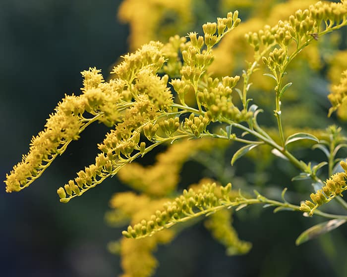 The pollen of early goldenrod (Solidago juncea) supports specialist bees.