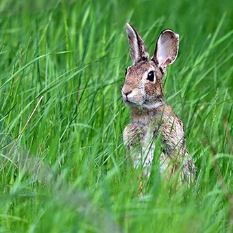 Eastern cottontails can do a lot of damage in a garden. But there are many rabbit-resistant native plants available to the besieged gardener.