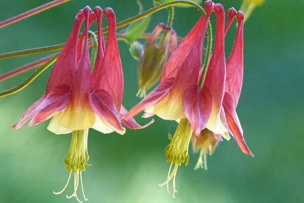 Eastern red columbine (Aquilegia canadensis) is a good hummingbird plant. Hummingbirds cannot use cultivars of this species.