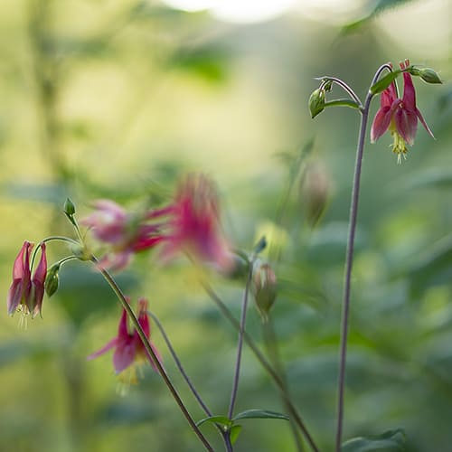 Eastern red columbine (Aquilegia canadensis) is not preferred by rabbits.
