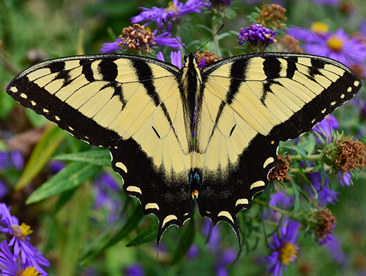 Eastern tiger swallowtail nectars on New England asters.