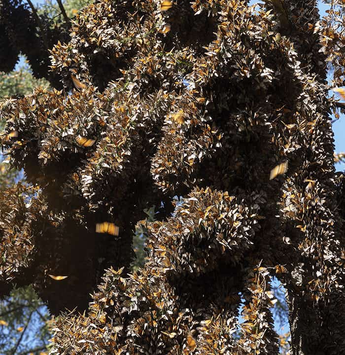 Monarch butterflies completely cover tree branches in El Rosario, Mexico in 2019.