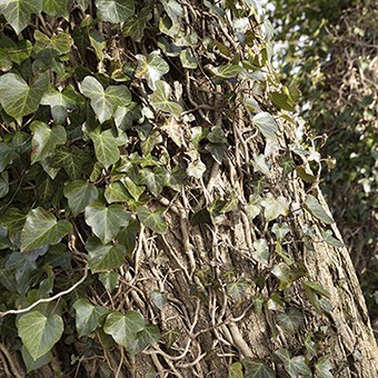 English ivy is a highly invasive plant that climbs trees and kill them. English ivy should not be purchased or planted.