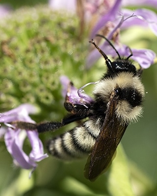 Native plant gardening can support all kinds of native bees. Wild bergamot (Monarda fistulosa) attracts many insects and is the host plant for specialist bees.