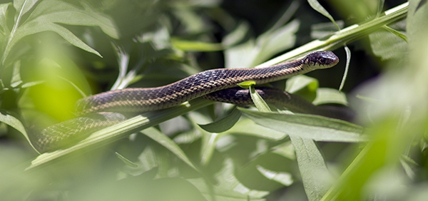 A garter snake basks in a native plant garden where there previously was lawn.