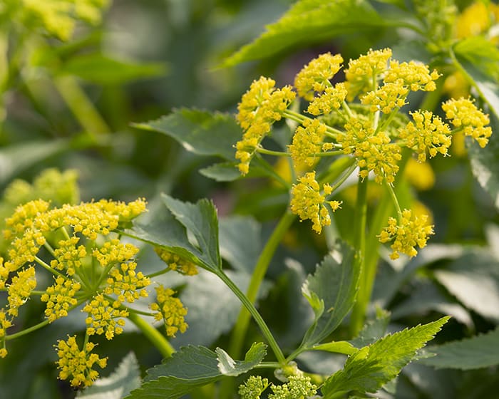 The pollen of golden-alexanders (Zizia aurea) supports specialist bees.