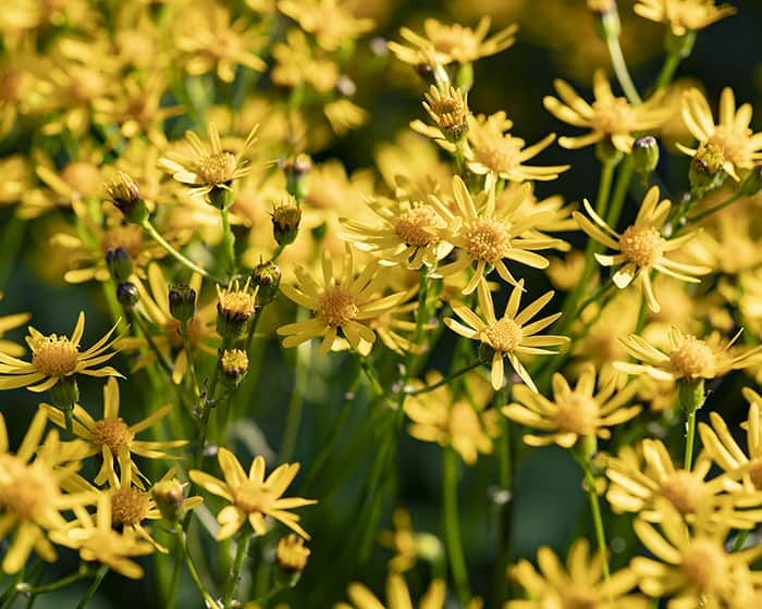 The pollen of golden ragwort (Packera aurea) supports specialist bees.