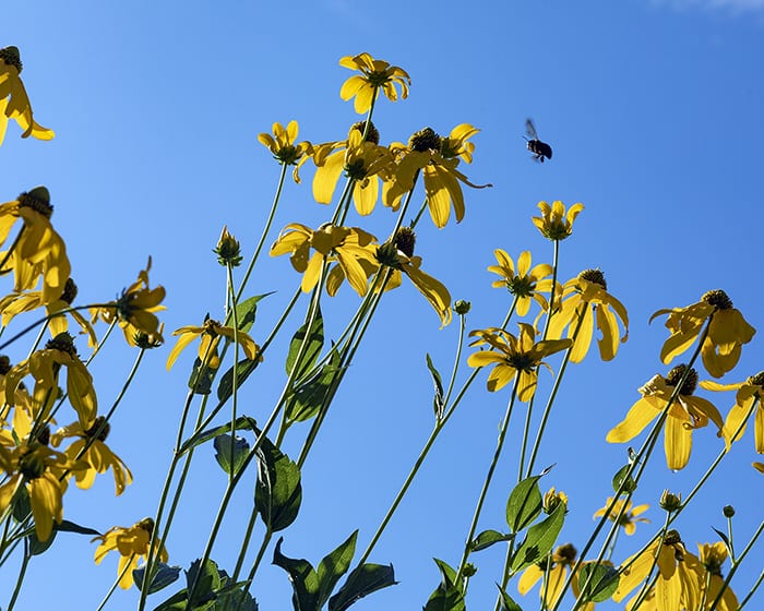 The pollen of green-headed or cutleaf coneflower (Rudbeckia laciniata) supports specialist bees.