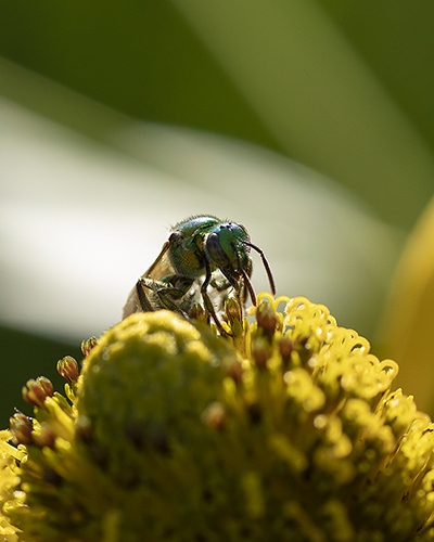 Our native bees and other pollinators need gardens planted with locally native plants to support them.