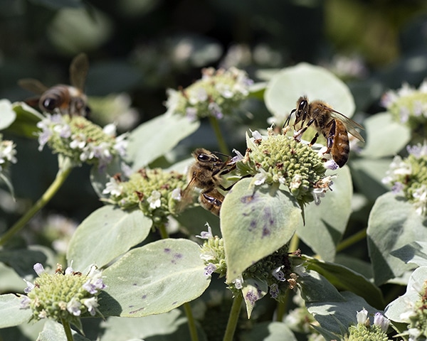 Mountain mint (Pycnanthemum muticum) is a native plant that attracts generalist bees like the honey bee. Honey bees can outcompete native bees for resources.