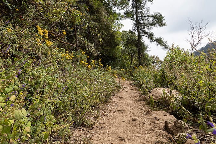 Wildflowers line the horse trail from Macheros to see monarch butterflies in the State of Michoacán.