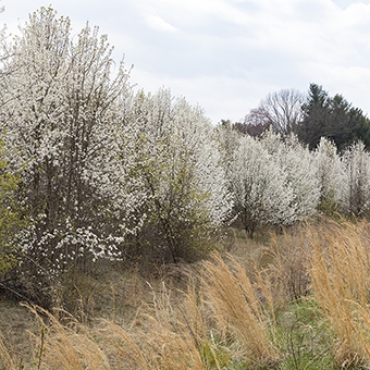 Callery or Bradford Pear is a highly invasive tree that is nonetheless sold in garden centers. The advice from ecologists is "do not plant."