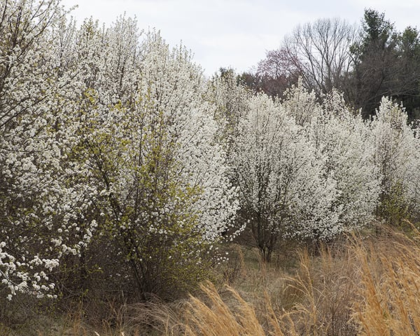 Callery or Bradford pear is a highly invasive tree that is still sold at garden centers and used for landscaping.