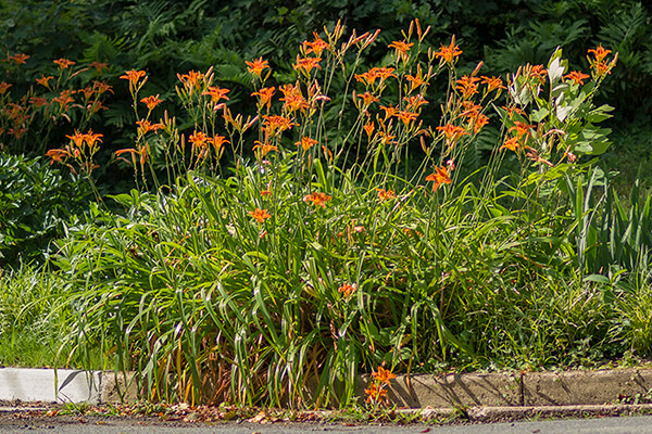 Invasive orange daylilies bloom in a neighbors' yard.