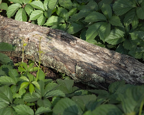 Leaving logs and dead wood on your property can help support native bees and a lot of other animals.