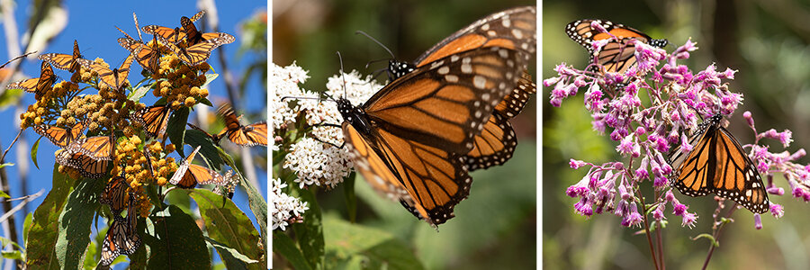 Monarch butterflies nectaring on various native flowers in Mexico.