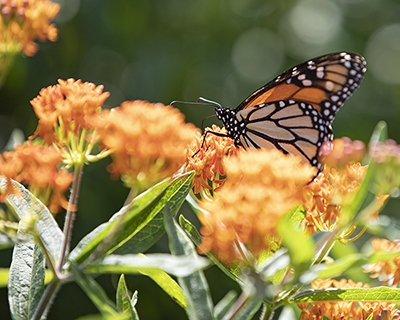 Butterflyweed (Asclepias tuberosa) is a wonderful plant for pollinators and is the host plant for the monarch caterpillar. Here you see a monarch butterfly nectaring.