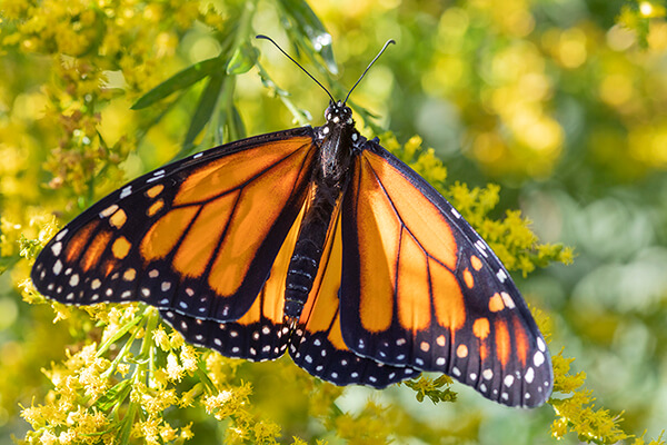 A monarch butterfly nectars on golden rod (Solidago spp.).