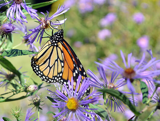 Monarch butterfly nectars on New England asters.