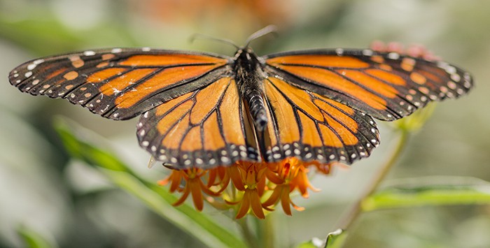 Planting butterflyweed (Asclepias tuberosa) attracts beautiful insects like the monarch butterfly.