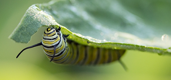 A monarch butterfly caterpillar eats common milkweed (Asclepias syriaca), its host plant.