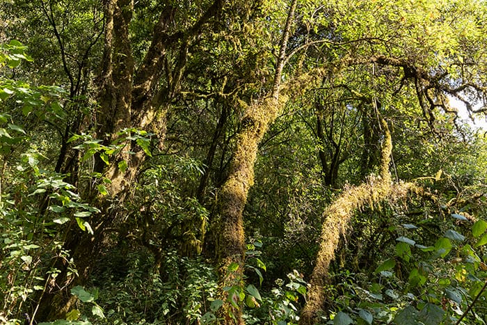 Moss-covered trees line the horse trail in the State of Michoacán.