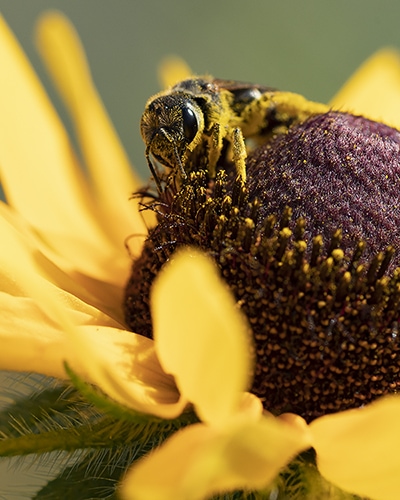 Our native bees and other pollinators need gardens planted with locally native plants to support them.